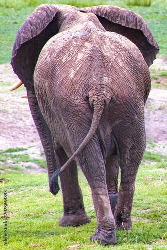 Herd of Elephants in Chobe National Park close to the city of Kasane in the very North of Botswana