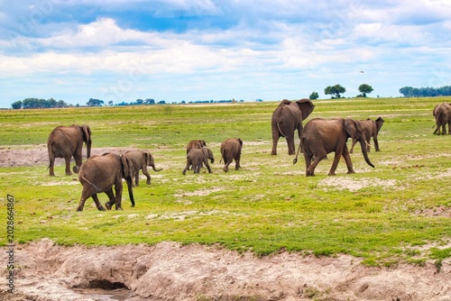 Herd of Elephants in Chobe National Park close to the city of Kasane in the very North of Botswana