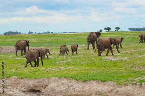 Herd of Elephants in Chobe National Park close to the city of Kasane in the very North of Botswana