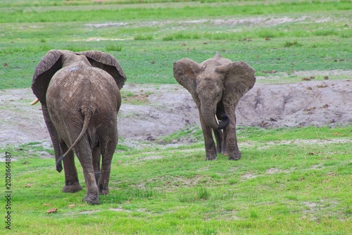 Herd of Elephants in Chobe National Park close to the city of Kasane in the very North of Botswana