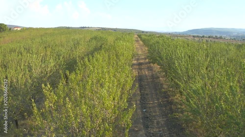 Almond Trees Orchard Path Green Field Nature Landscape Rural Farming