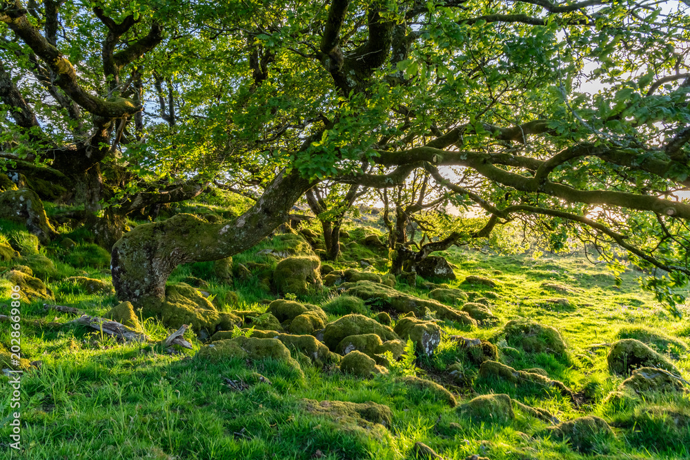 Fototapeta premium Views around Coed ty canol - national nature reserve and ancient woodland