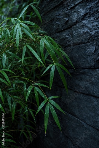 A close-up of lush green bamboo leaves clinging to a dark, textured stone wall—moist with rain, evoking a calm, contemplative mood. 