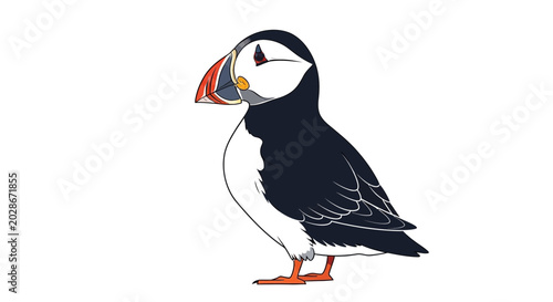 Bild auf Leinwand Puffin bird standing alone profile.