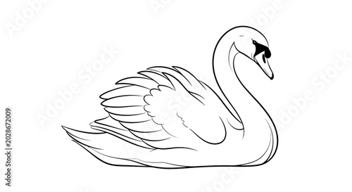 Swan Bird Animal Illustration.