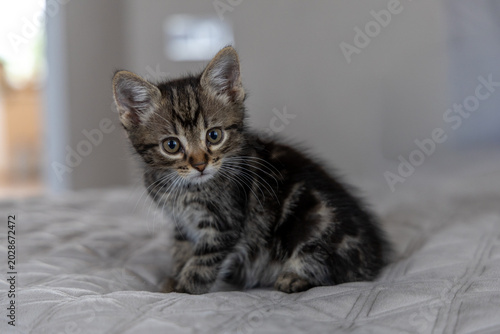 Photography A cute little kitten is sitting on the couch