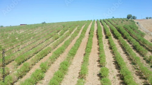 Almond Orchards Rows Young Almond Trees Hillside Blue Sky Farming