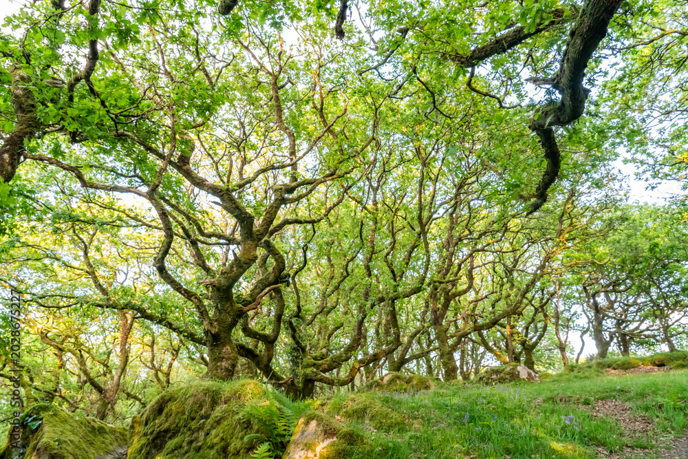 Fototapeta premium Views around Coed ty canol - national nature reserve and ancient woodland