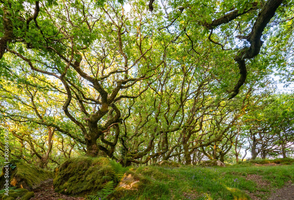 Fototapeta premium Views around Coed ty canol - national nature reserve and ancient woodland