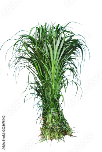 Schilderij op canvas Bright green grass bundle captured in this sharp photograph shows thin blades ti