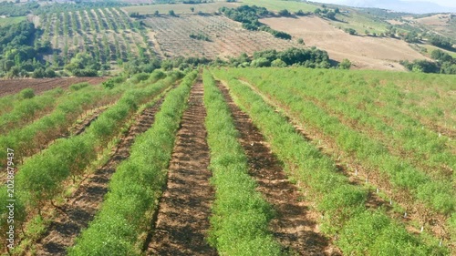 Almond Trees Orchard Aerial View Green Plantation Agriculture Rural Landscape Farming Rows