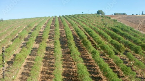 Almond Orchards On Hillside With Rows Of Green Trees Under Clear Blue Sky