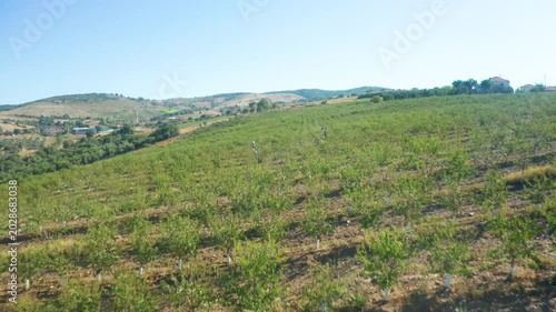 Almond Orchards Farming Rural Landscape Cultivation