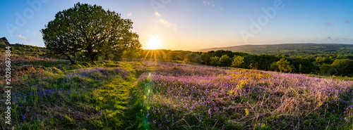 Photos Views around Coed ty canol - national nature reserve and ancient woodland