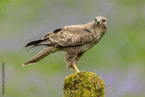 Buzzard, Scientific name: Buteo buteo, Close up of a common buzzard, perched on a moss covered stump and looking to front. Natural blurred background. Horizontal.  Copy space.
