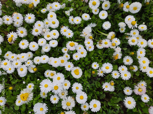 City Flower Bed With White Blossoms In Urban Park Landscape Scene