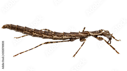 Foto Detailed brown stick insect with segmented body and long legs, isolated on trans
