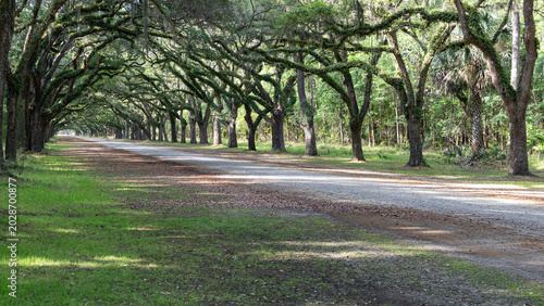 Scenic live oak tunnel road with Spanish moss at Wormsloe Historic Site in Georgia