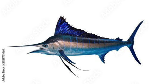 Schilderij op canvas Blue marlin fish with sharp bill and dorsal fin, isolated on transparent backgro
