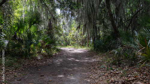 Shaded forest trail with Spanish moss and palm foliage in Georgia