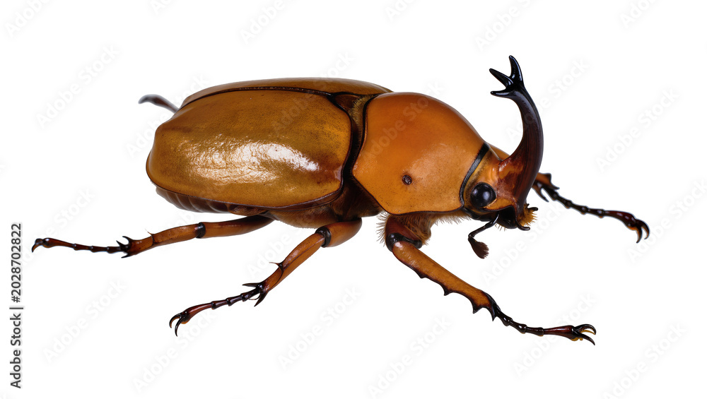 Αυτοκόλλητο Brown rhinoceros beetle with black horn, isolated on transparent background