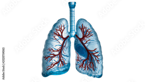 Photography Translucent blue human lungs with red bronchial tubes, isolated on transparent b