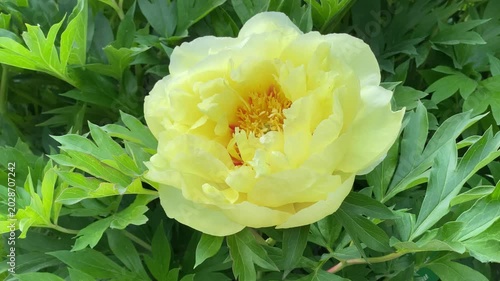 Yellow Queen of Flowers Chinese Peonies
