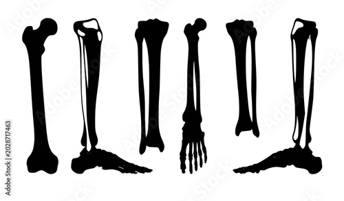Tableau sur toile Detailed human leg bones vector illustration skeletal anatomy collection isolate