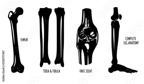 Foto Human leg bones collection vector illustration skeletal anatomy set isolated on