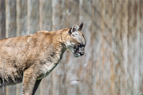 Mountain Lion staring