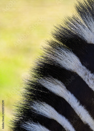 zebra mane close up
