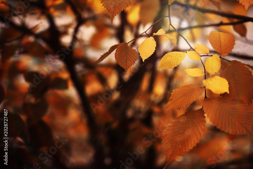 Schilderij op canvas Beautiful Nature Autumn landscape