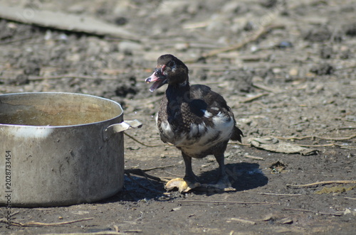 A young black and white Muscovy duck standing on a dirt ground next to a rustic metal pot. Authentic rural scene showing domestic bird life and traditional small-scale poultry farming.