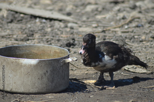A young black and white Muscovy duck standing on a dirt ground next to a rustic metal pot. Authentic rural scene showing domestic bird life and traditional small-scale poultry farming.