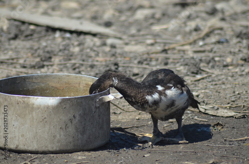 A young black and white Muscovy duck standing on a dirt ground next to a rustic metal pot. Authentic rural scene showing domestic bird life and traditional small-scale poultry farming.