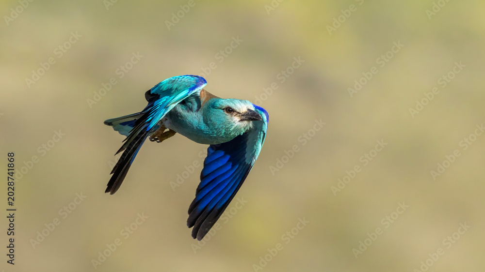 Obraz premium European Roller captured in flight.