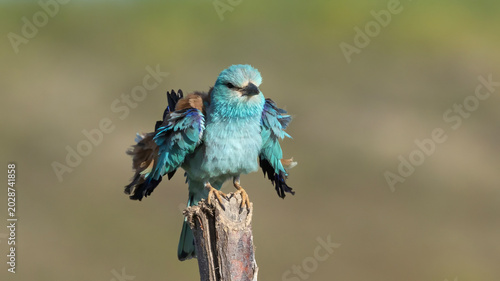European Roller