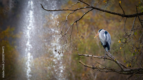 Tableau sur toile Grey Heron