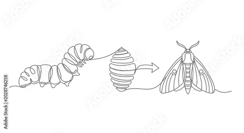 Tableau sur toile Silkworm life cycle from larvae to cocoon and adult moth with sericulture indust