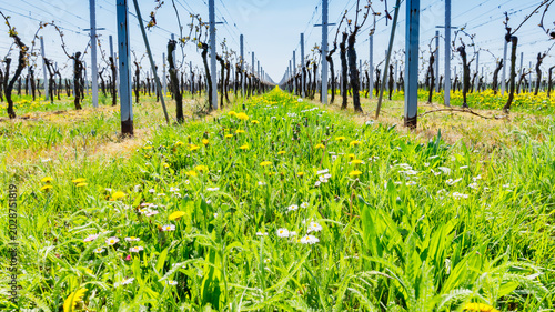 Canvastavla Rows of grapevines in a vineyard with wildflowers and grass on a sunny day in sp