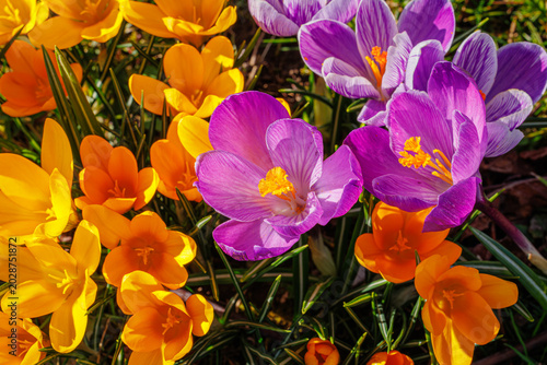 Canvas Print Spring background with violet Crocus flowers in park