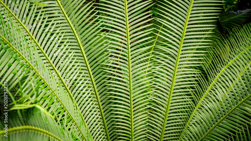Fotografie Lush green fronds of a tropical plant covered in clear water droplets, basking i