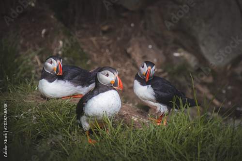 Foto Three Atlantic puffins resting together on a grassy coastal cliff in Iceland with natural light