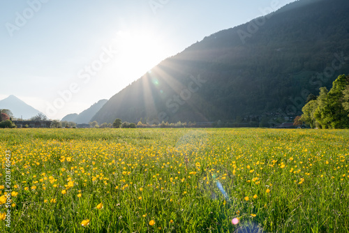 Canvastavla Blooming alpine meadow with yellow wildflowers in Interlaken, Switzerland
