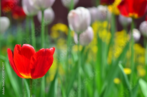 field of tulips