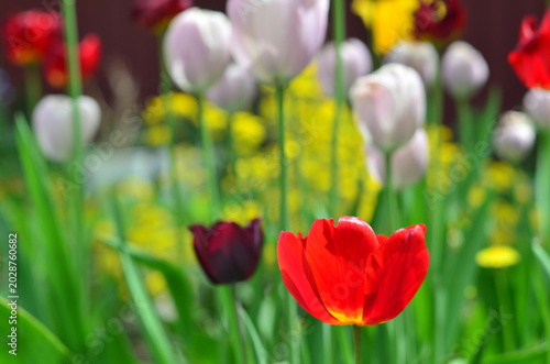 field of tulips