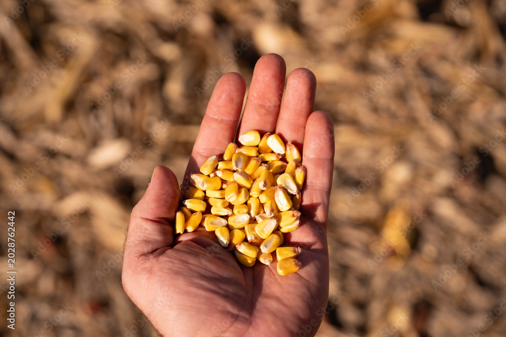 Fototapeta premium Corn kernels closeup with yellow texture and detail. Corn seeds in hand showing farming and harvest. Maize grain with crop yield and agriculture concept. Grain food with natural organic.