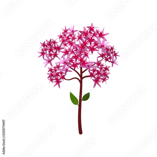 Pink Sedum Flower Illustration, Floral Nature Vector Design