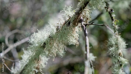Close-up of Usnea lichen in the forest
