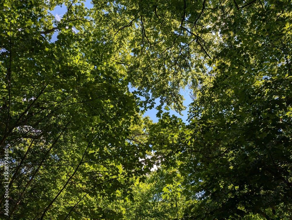 Fototapeta premium Baumkronen im Plänterwald in Berlin-Treptow – Dichtes Blätterdach im urbanen Waldgebiet
